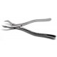 Dental Forcep 88R